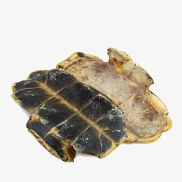 乌龟壳药品
