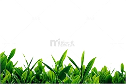 绿茶背景素材