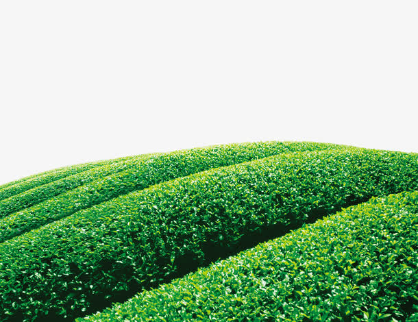 茶园c素材免费下载_觅元素