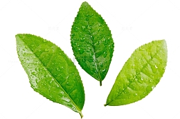 茶叶摄影图片