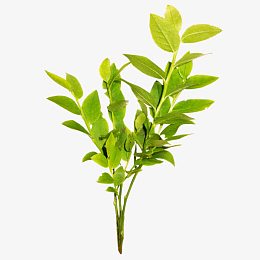 一束绿茶