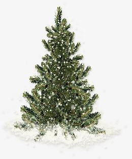 冰雪覆盖的松树