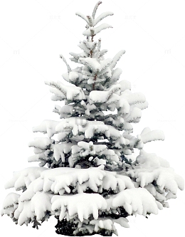 落雪松树