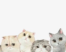 萌猫边框图片素材