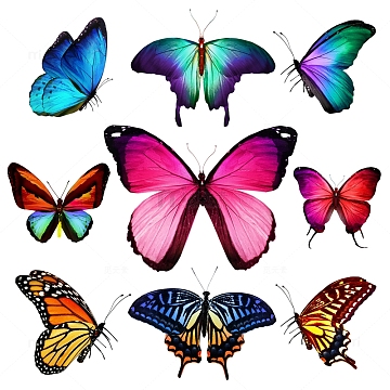 彩色蝴蝶花蝴蝶