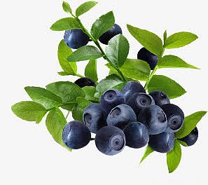 新鲜蓝莓水果树枝树叶