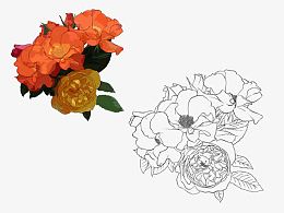 手绘石榴花