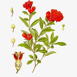 手绘石榴花