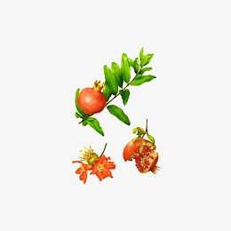 石榴花石榴