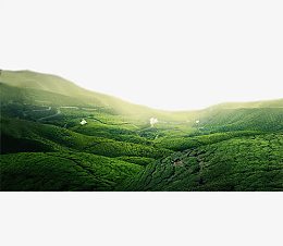 绿色茶园