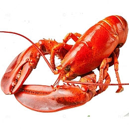 澳洲大龙虾