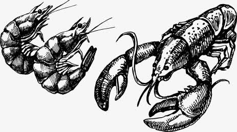 手绘龙虾线稿