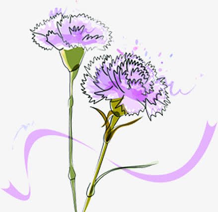 紫色水彩线条花朵康乃馨
