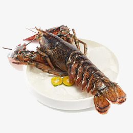 野生澳洲龙虾
