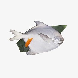 白鲳鱼实图