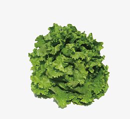 生菜