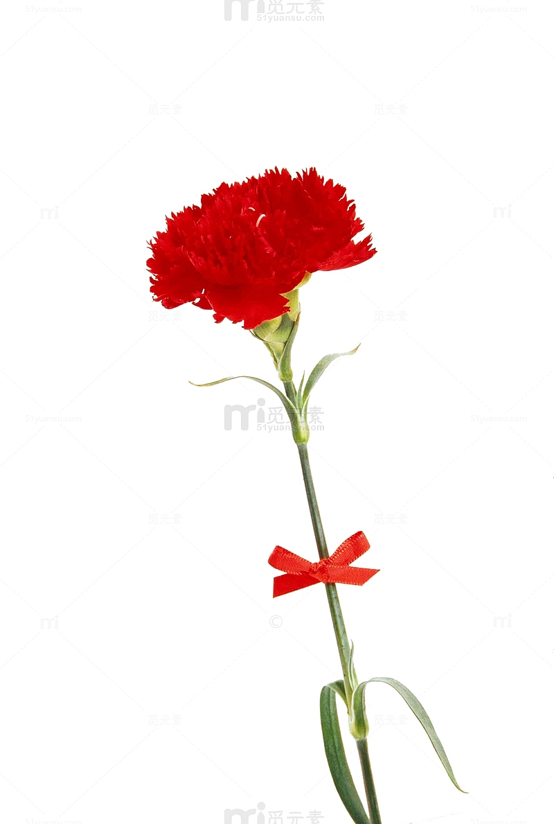 红色热情康乃馨花朵