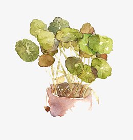 铜钱草