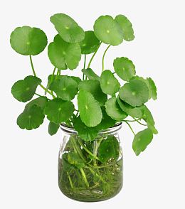 水培植物铜钱草免抠图片