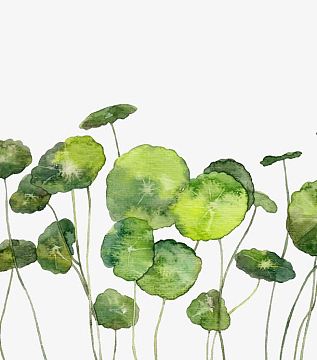 手绘铜钱草素材免抠素材(700x795)png晚安(658x760)png矢量水彩纸币和