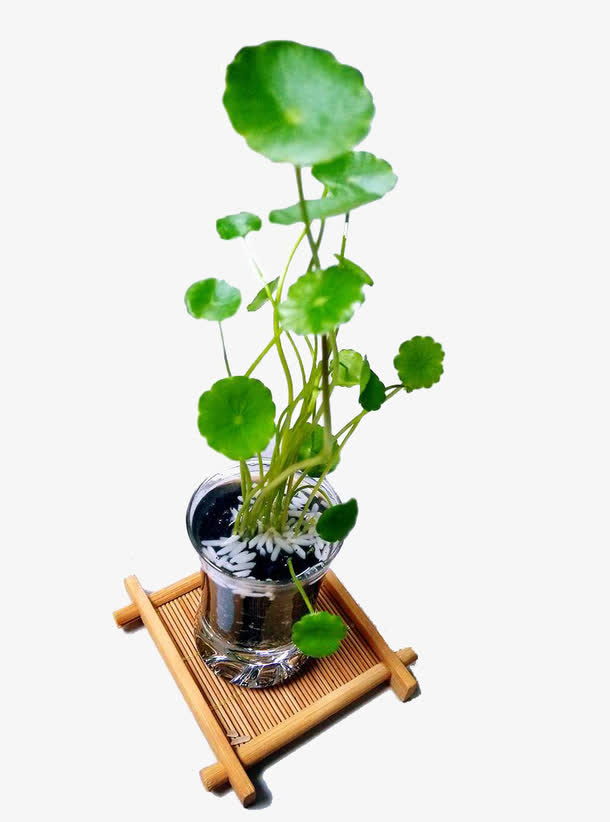 铜钱草装饰设计免抠素材