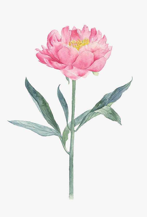 手绘芍药