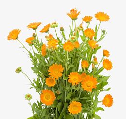 一把金盏花