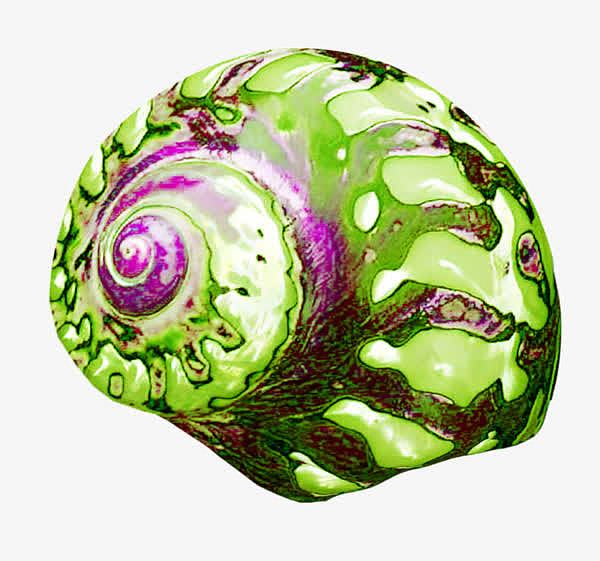 卡通绿色手绘海螺蜗牛壳