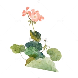 水墨手绘中国风荷花