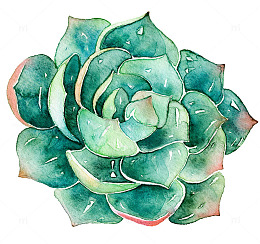 手绘水墨多肉植物