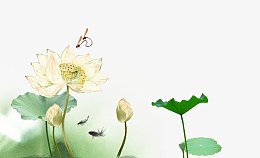荷花
