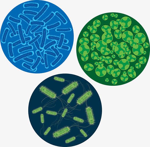 细菌繁殖图