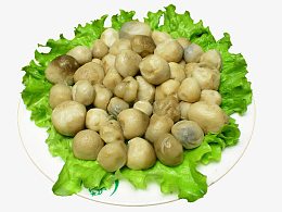 草菇