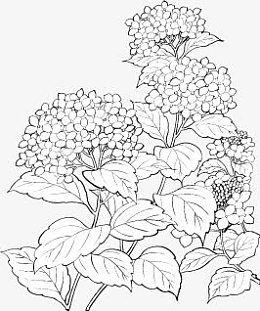 花串