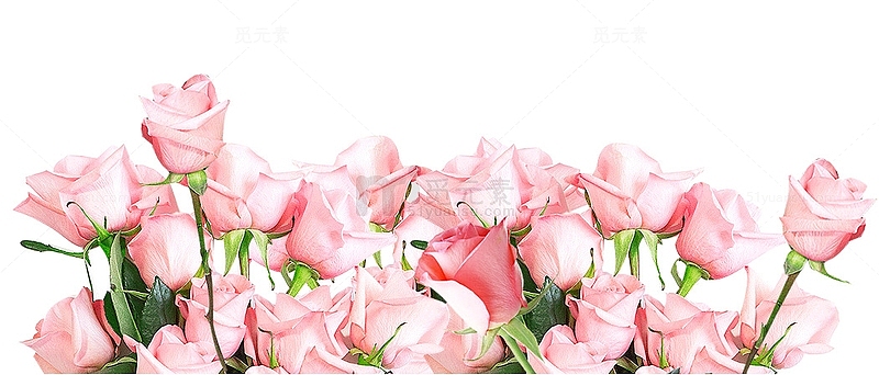 清新唯美粉色玫瑰花丛