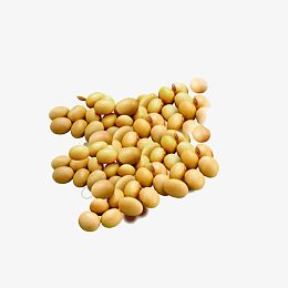 黄豆大豆图片