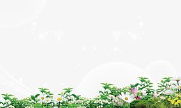 野菊花