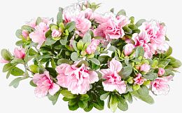粉色花簇花丛
