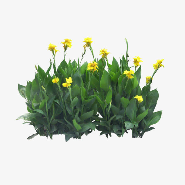 绿色植物素材免费下载_觅元素