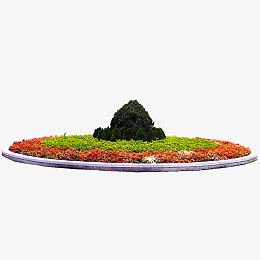 绿色植物
