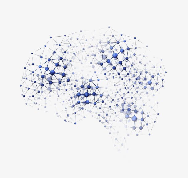 大脑形态分子构成图