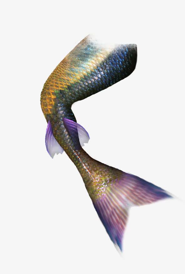 美人鱼尾巴下载png