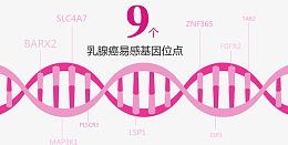 乳腺癌易感基因位点