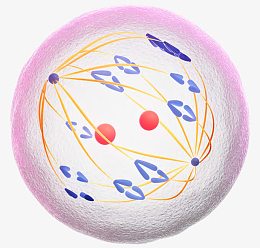 生物医学插图