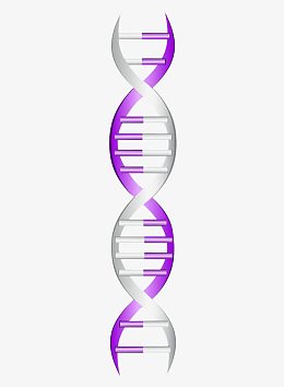 基因检测DNA
