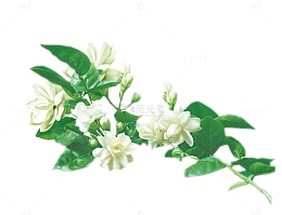 盛开的茉莉花