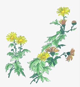 写实菊花