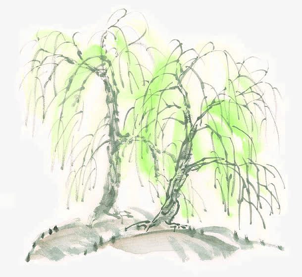 绿色柳树
