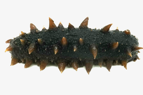 鲜美海参素材免费下载_觅元素