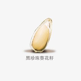 黑珍珠葵花籽